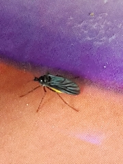 Sciara hemerobioides