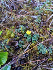Primulaceae