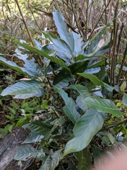 Lithocarpus lepidocarpus