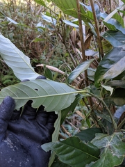 Lithocarpus lepidocarpus