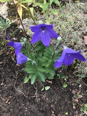 Platycodon grandiflorus