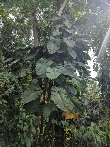 Philodendron deflexum, photograph 5