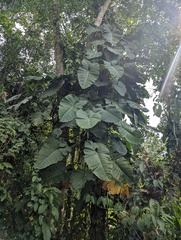 author not stated, no rights reserved Philodendron deflexum, photograph author not stated, no rights reserved