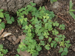 Oxalis corniculata