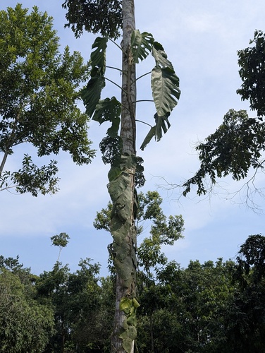 Foto de Shingle plant