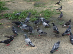 Columba livia domestica