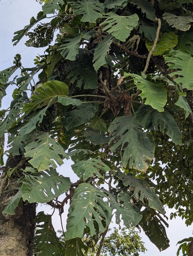 Foto de Shingle plant