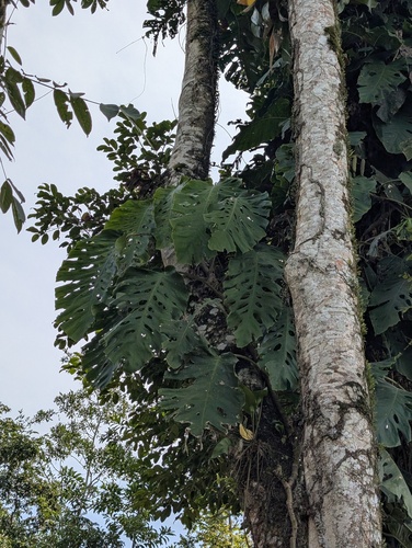 Foto de Shingle plant