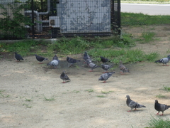 Columba livia domestica