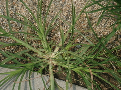 Eleusine indica