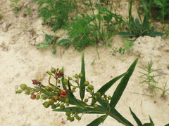 Lysimachia davurica