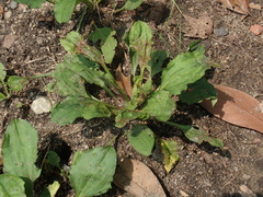 Plantago