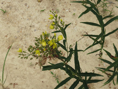 Lysimachia davurica