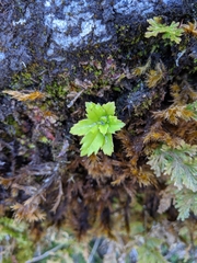 Lysionotus pauciflorus