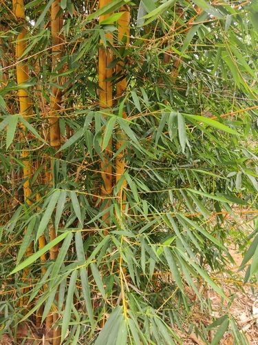 Foto de Bambu