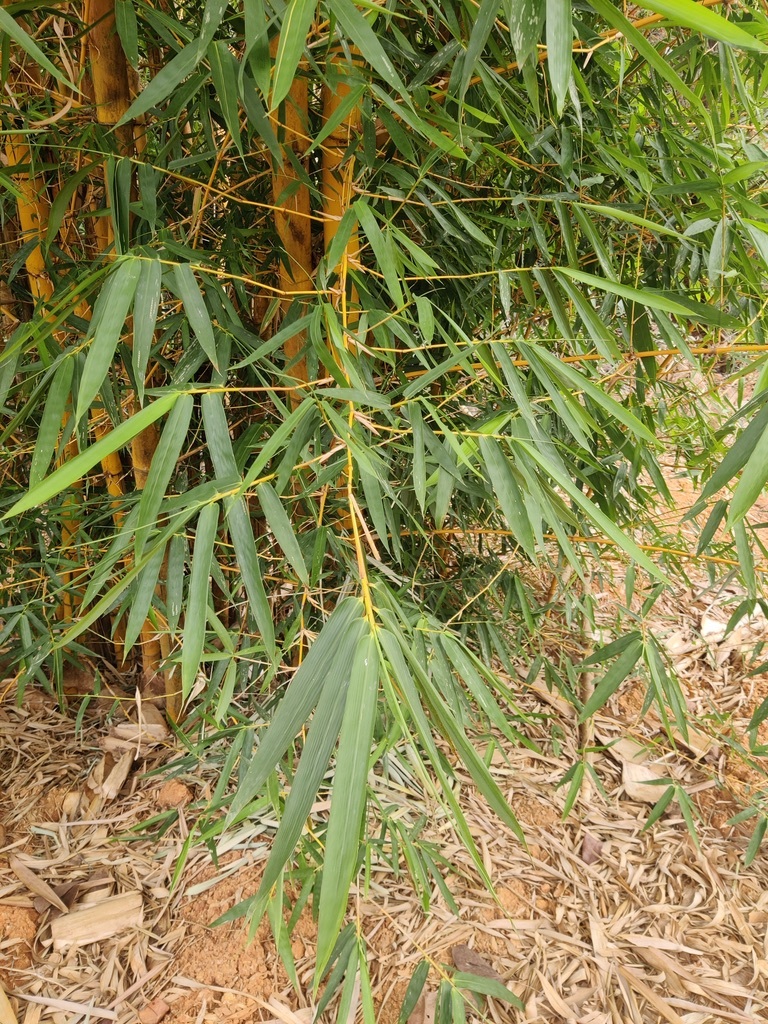 Imagem de Bambu