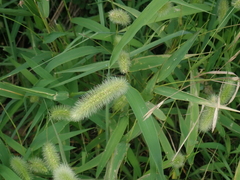 Setaria viridis