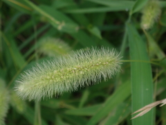 Setaria viridis
