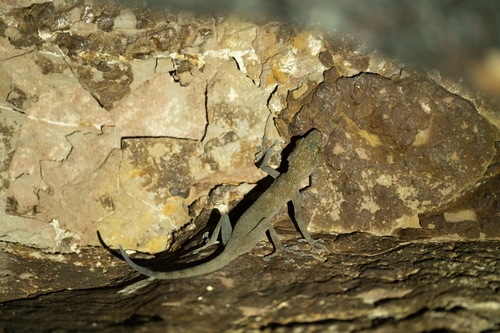 Sinai Fan-fingered Gecko