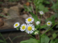 Erigeron