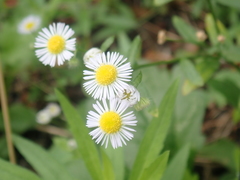Erigeron