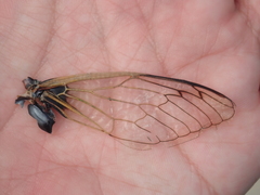 Cryptotympana facialis