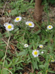 Erigeron