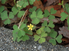 Oxalis corniculata