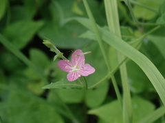 Oenothera