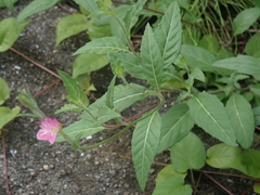 Oenothera