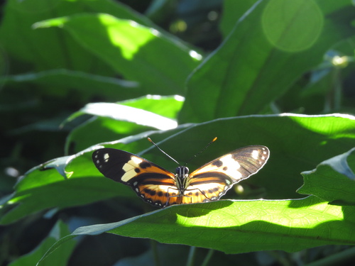 Photo of Isabella's Longwing (Eueides isabella)