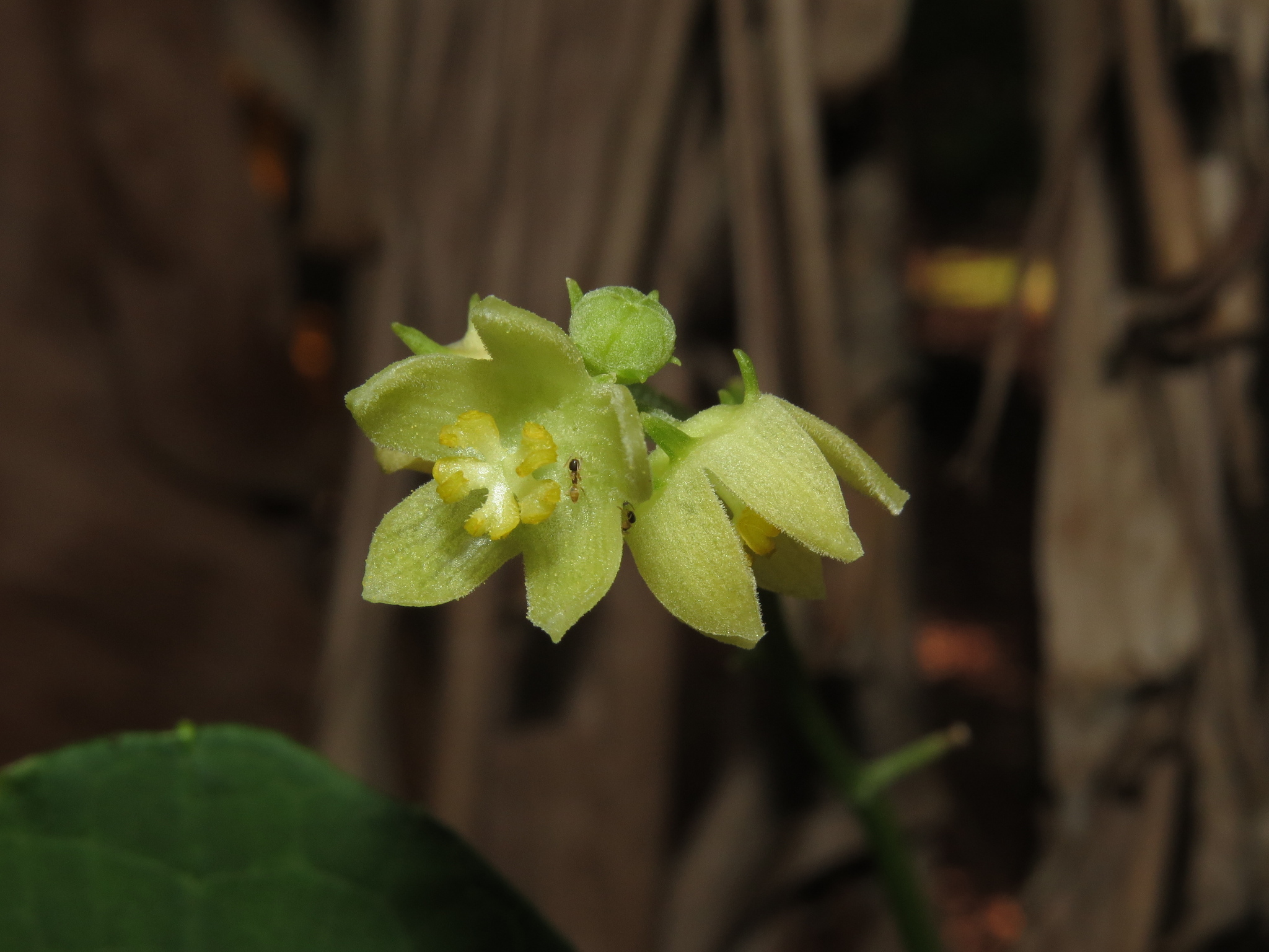 Sicyos edulis