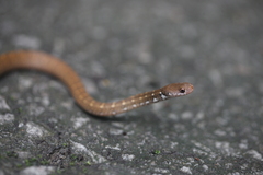 Boie's Smooth Snake photo 2