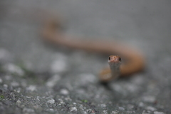 Boie's Smooth Snake photo 4