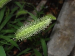 Setaria viridis