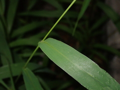 Setaria viridis