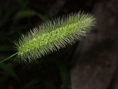 Setaria viridis