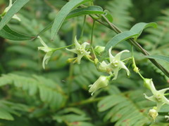 Vincetoxicum volubile