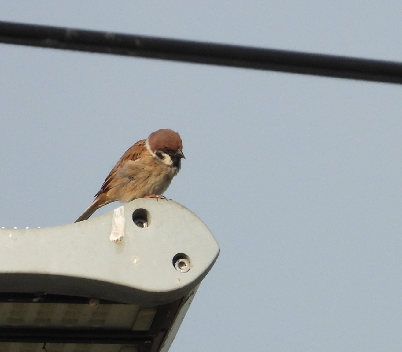 Passer montanus