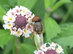 Hedriodiscus trivittatus