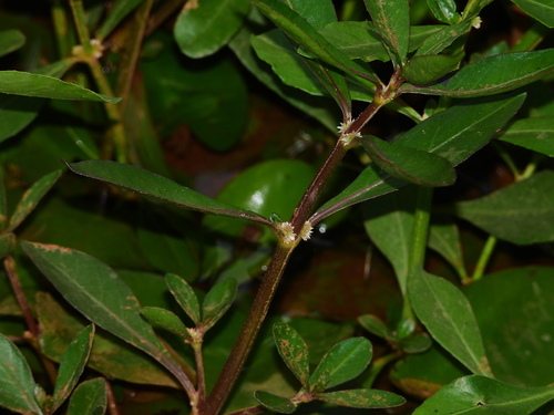 Foto de Bredo