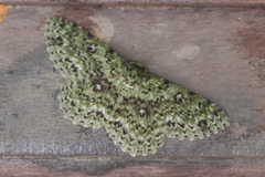 Ophthalmitis herbidaria