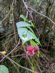 Rubus kawakamii