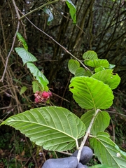 Rubus kawakamii