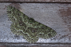 Ophthalmitis herbidaria