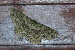 Ophthalmitis herbidaria