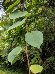 Actinidia setosa