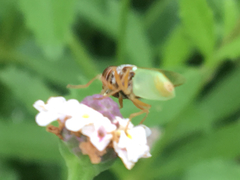 Hedriodiscus trivittatus