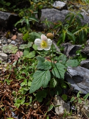 Eriocapitella vitifolia