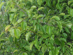 Pyrus communis caucasica